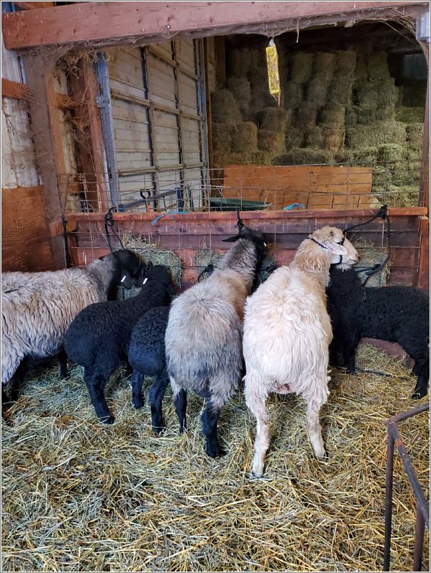  Halter training the October lambs right next to their moms makes the learning process less stressful. Photo: Letty Klein.